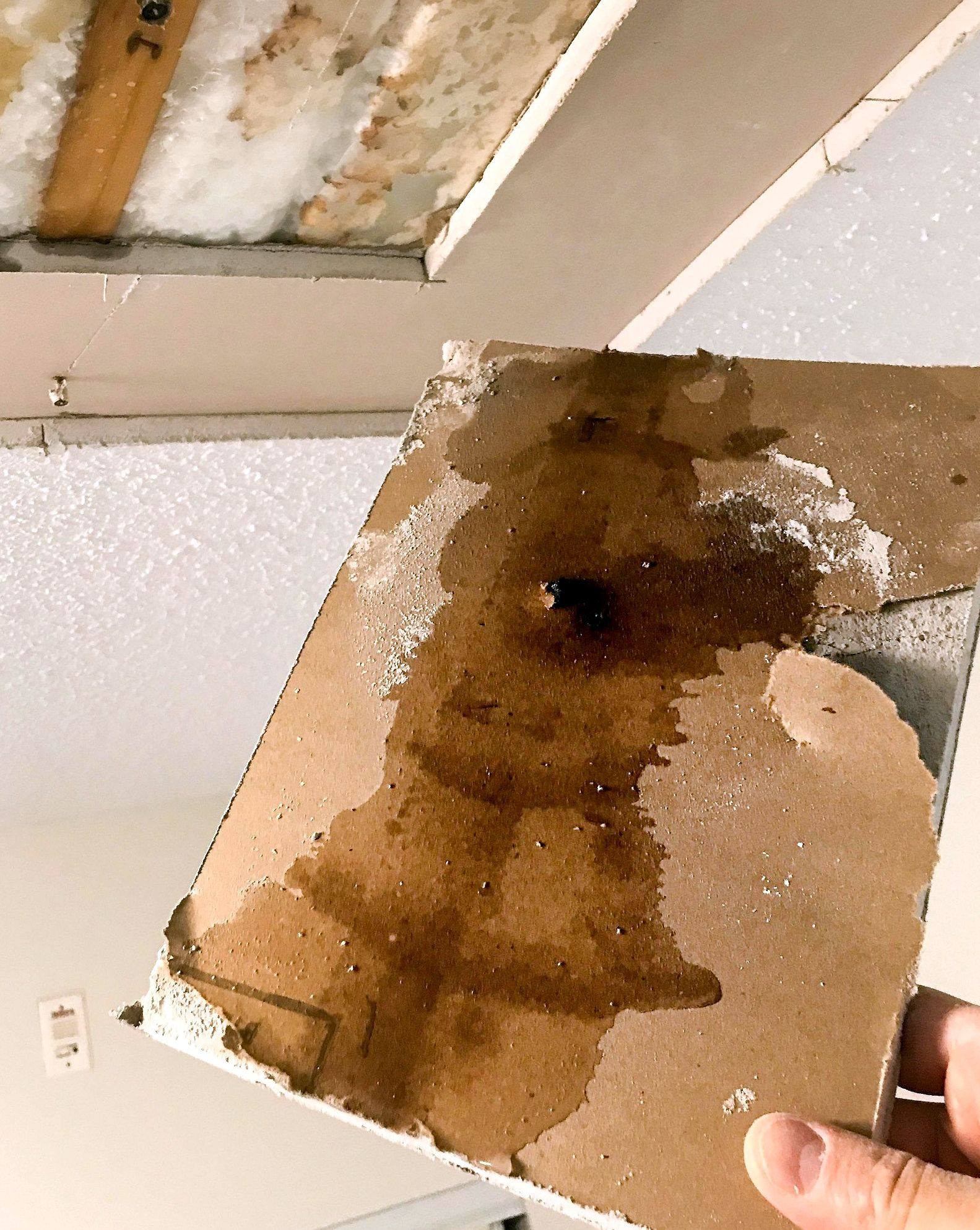 Water-damaged ceiling tile from a roof leak